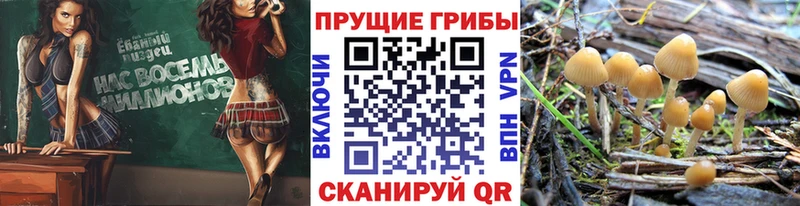 Купить где Сланцы Псилоцибиновые грибы Psilocybe